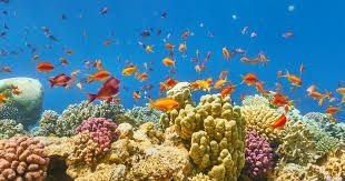 Un tuffo a Marsa Alam, il viaggio di Giulia e Andrea